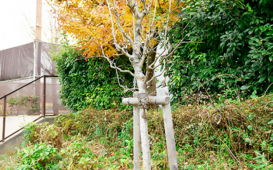 植栽 横浜市立川和東小百日紅